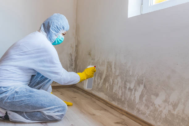 Professional Mold Removal in Visalia, CA